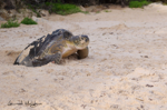 Tortue verte en ponte