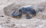 Tortue verte en ponte