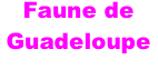 Faune de