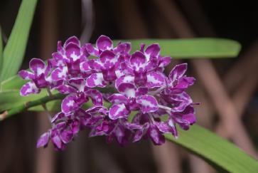 OrchideeIMGP7910